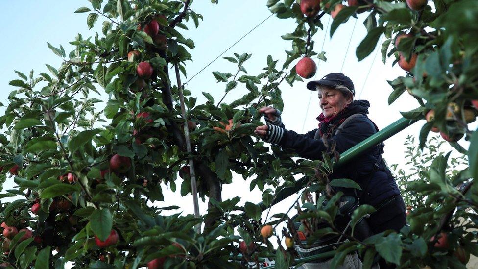 Worker picking apples