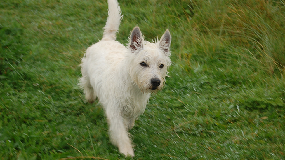 Dog walking in field