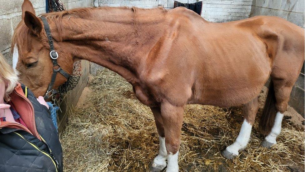 A malnourished horse