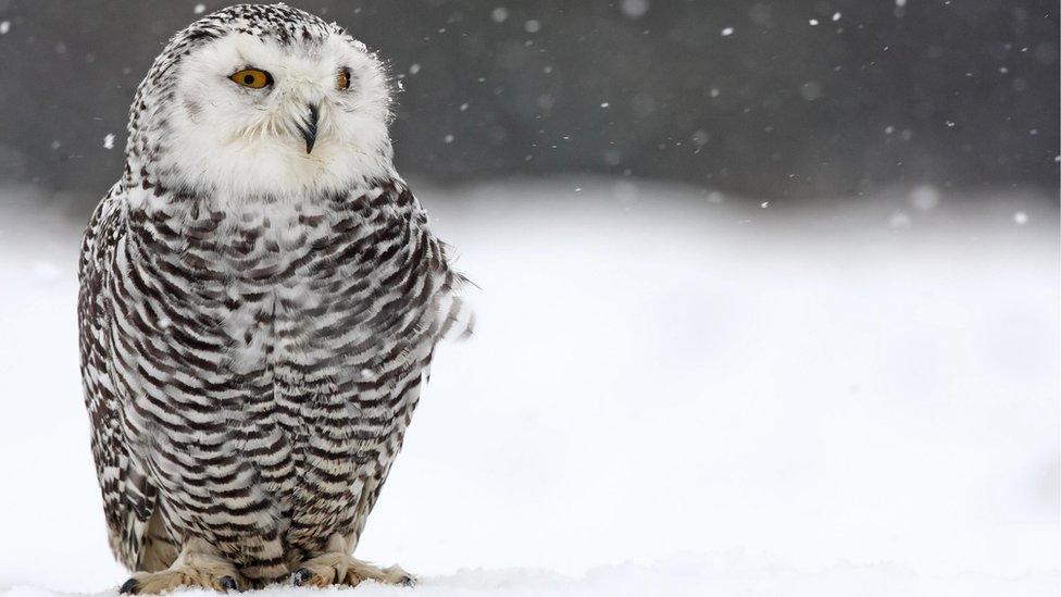 Snowy owl