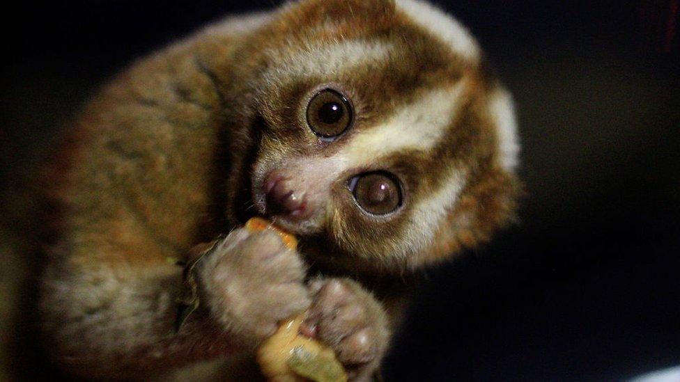 slow loris