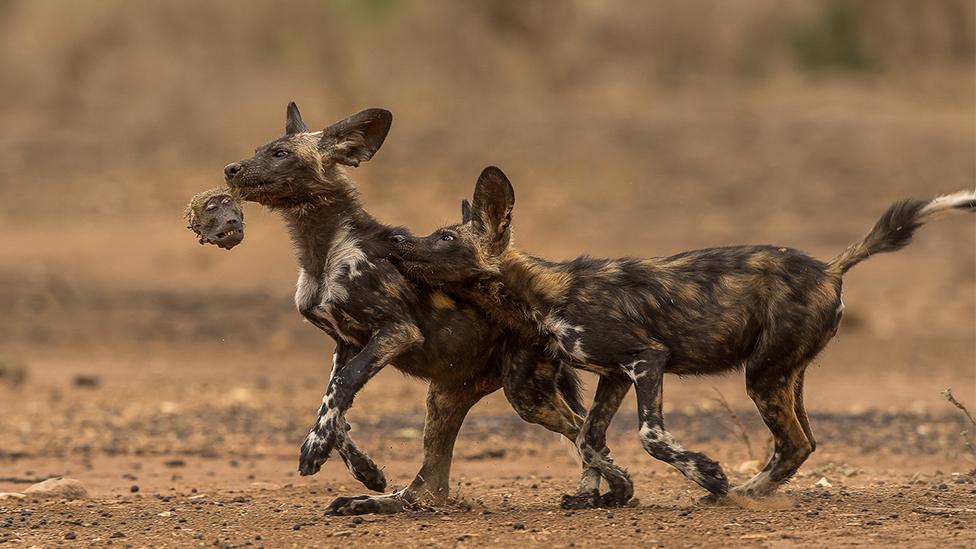 African wild dogs