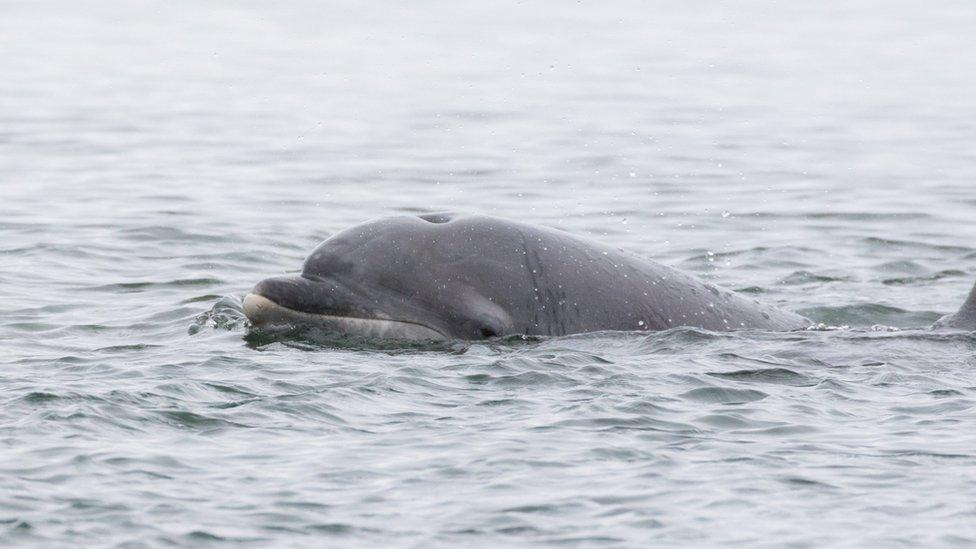 A photo of a dolphin in Inverness