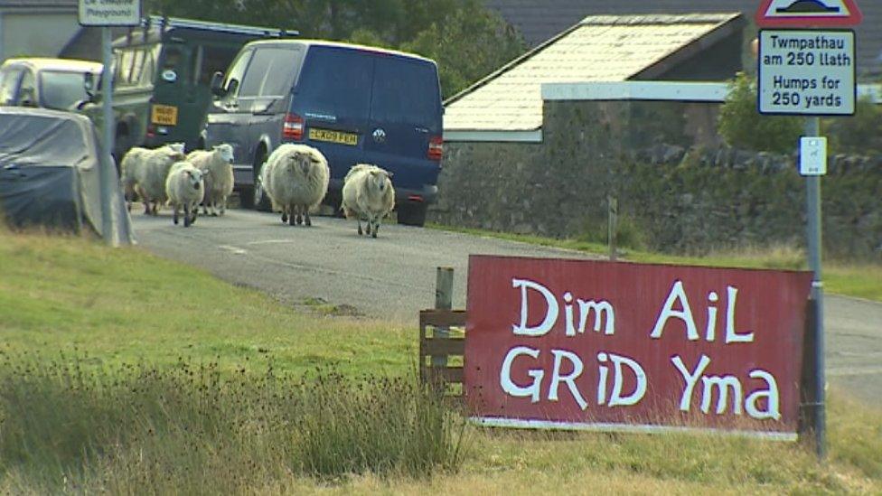 Sheep walk in the road