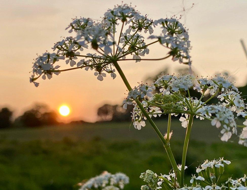 Sunset behind flowers