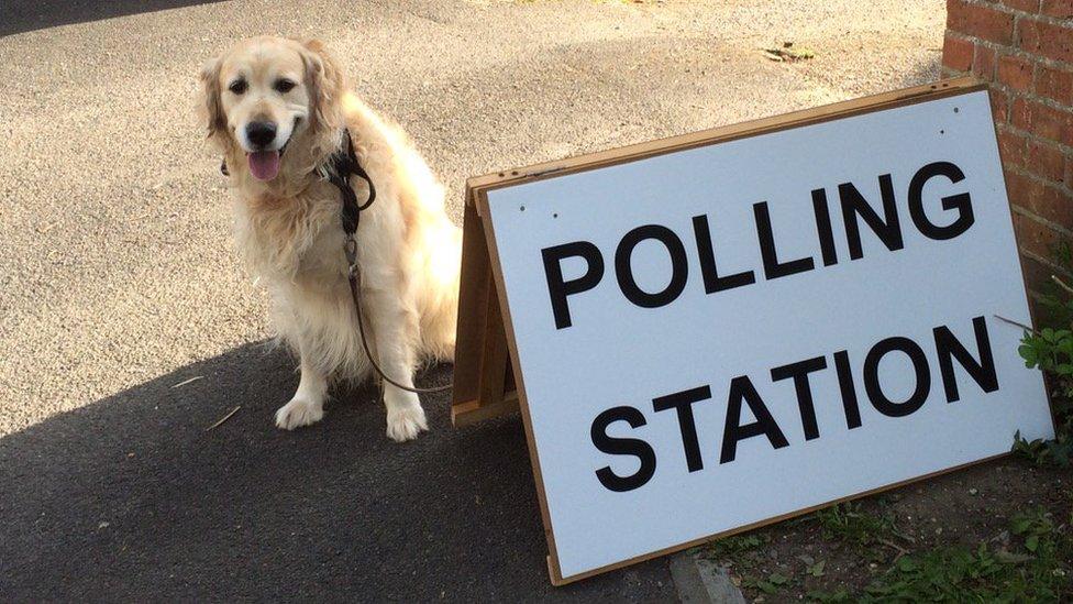 Buddy, a golden retriever, sitting next to a polling station sign