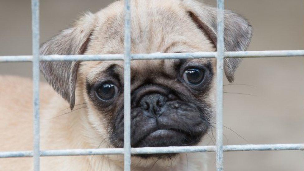 Quarantined pug