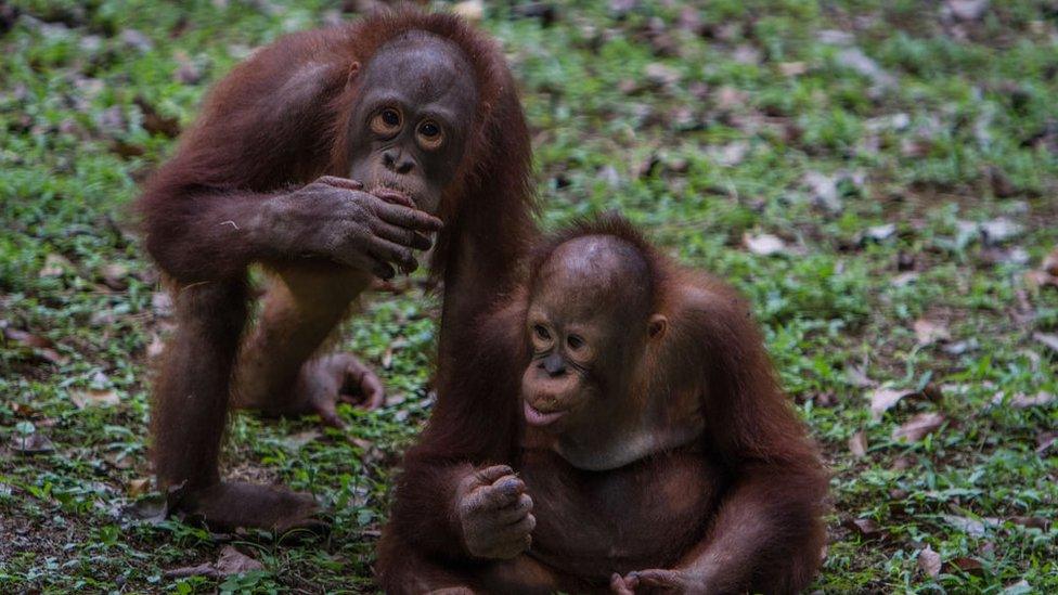 Two orangutans in the forest