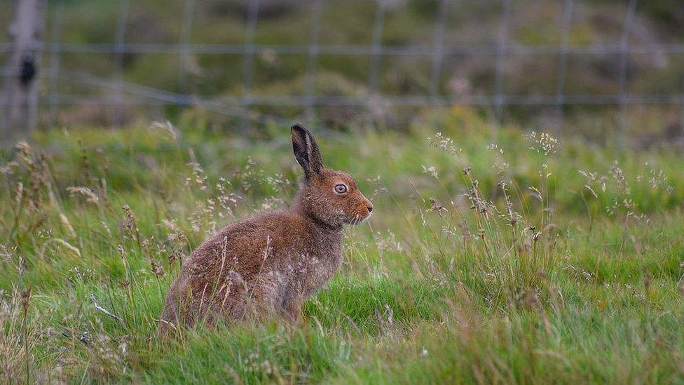 A hare on the Isle of Man