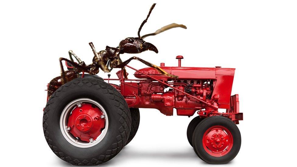 Ant riding a tractor