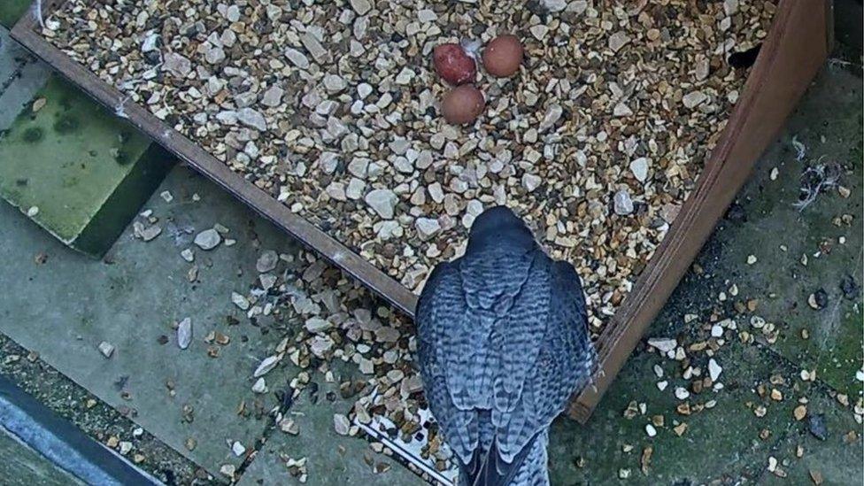 Peregrine falcons at Salisbury Cathedral