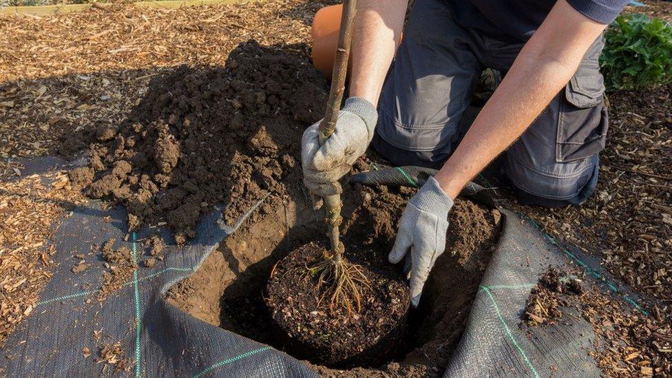 Tree planting