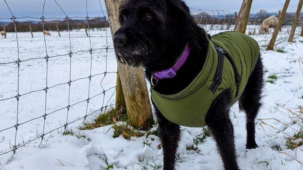 Dog in coat in snow