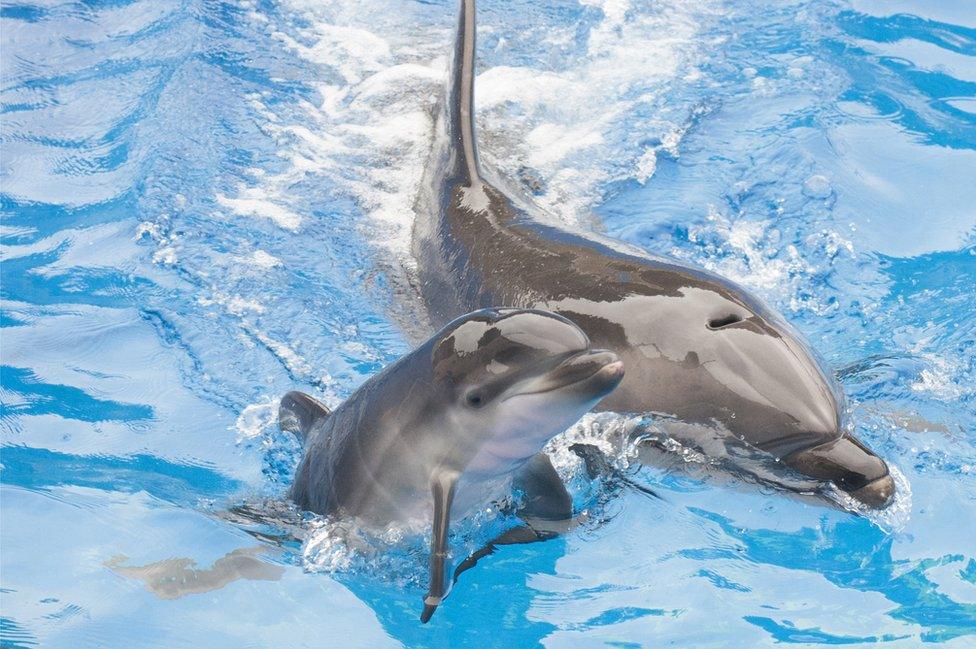 A 13-year-old bottlenose dolphin at SeaWorld San Diego, swims with her newborn calf