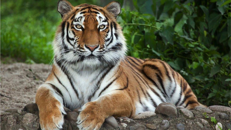 An Amur tiger