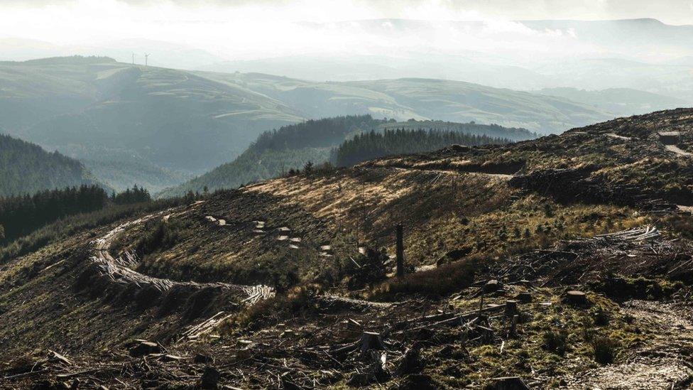 Dyfi Bike Park