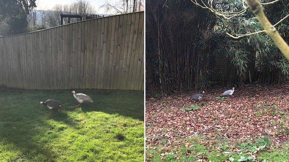 Guinea fowl