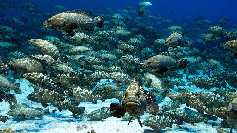 a dense school of grouper fish