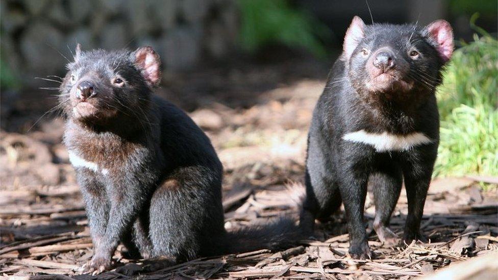 Tasmanian Devils