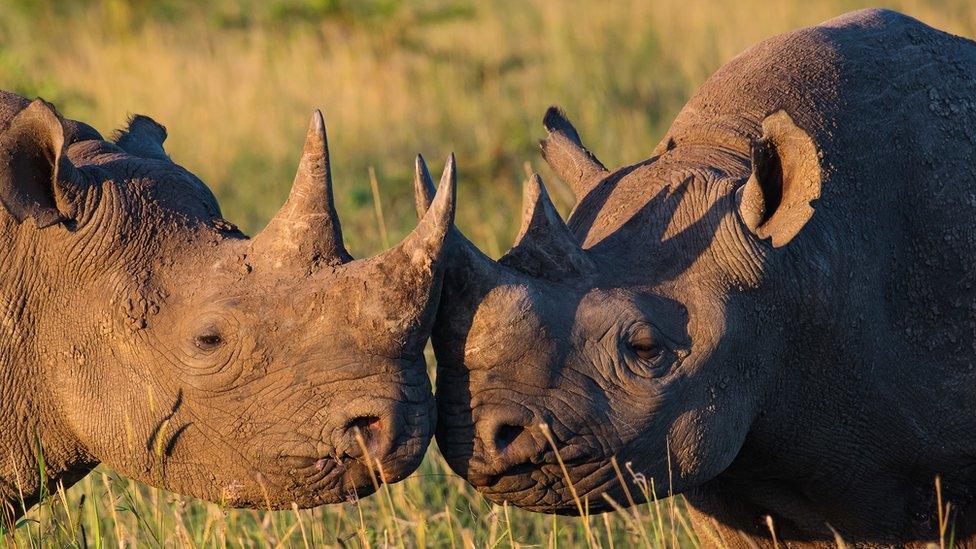 Rhinos in South Africa