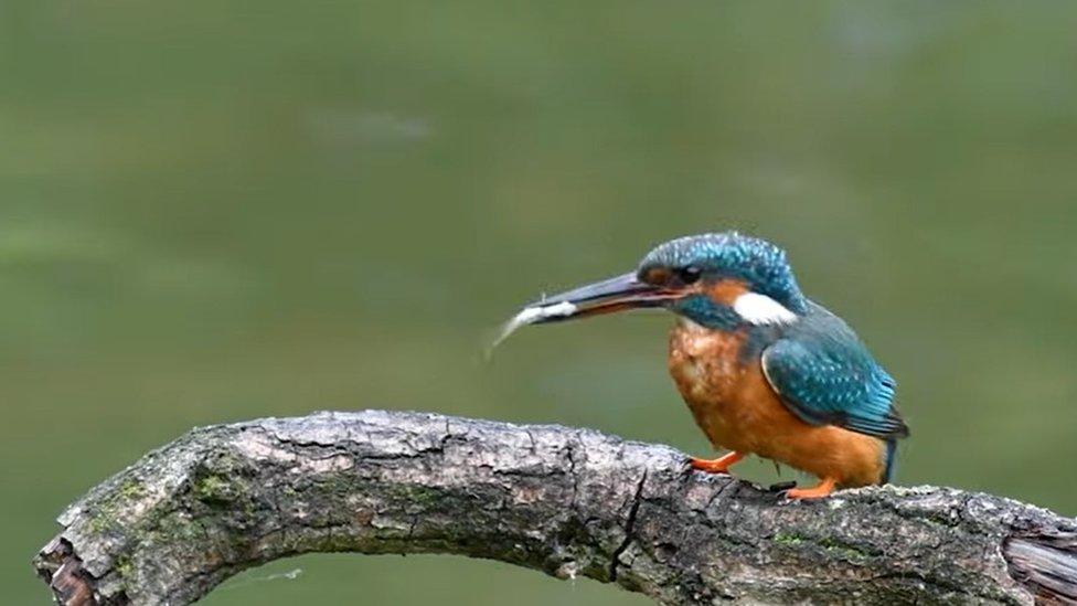 A kingfisher