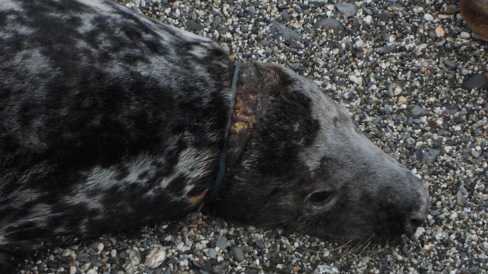 Seal with ring around neck