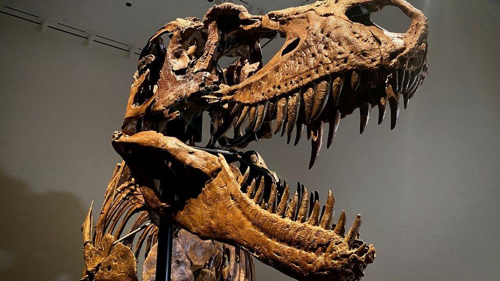 Gorgosaurus dinosaur skeleton to be auctioned by Sotheby"s in New York