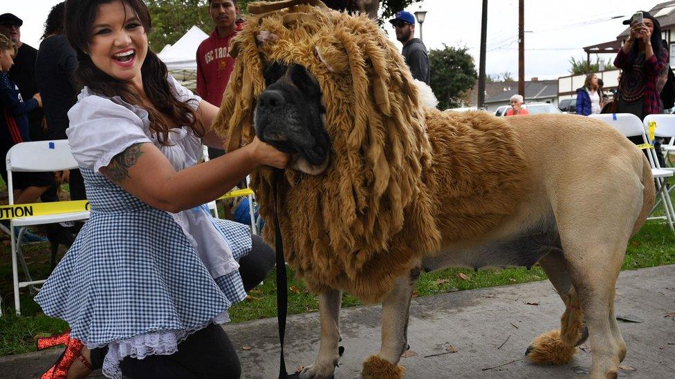 Dog dressed in costume