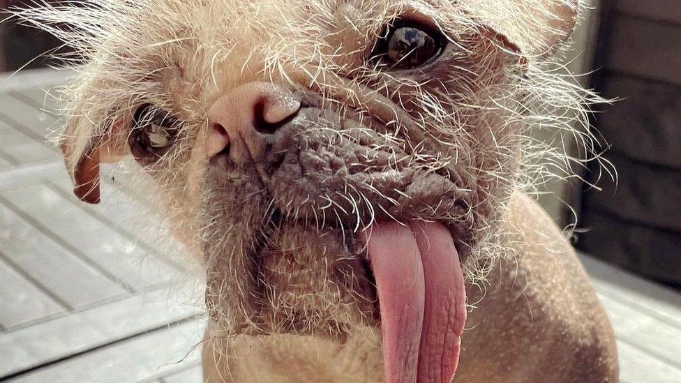 UK Ugliest dog sticks tongue out