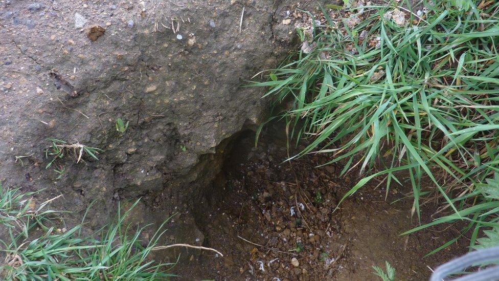 Hole created by badgers