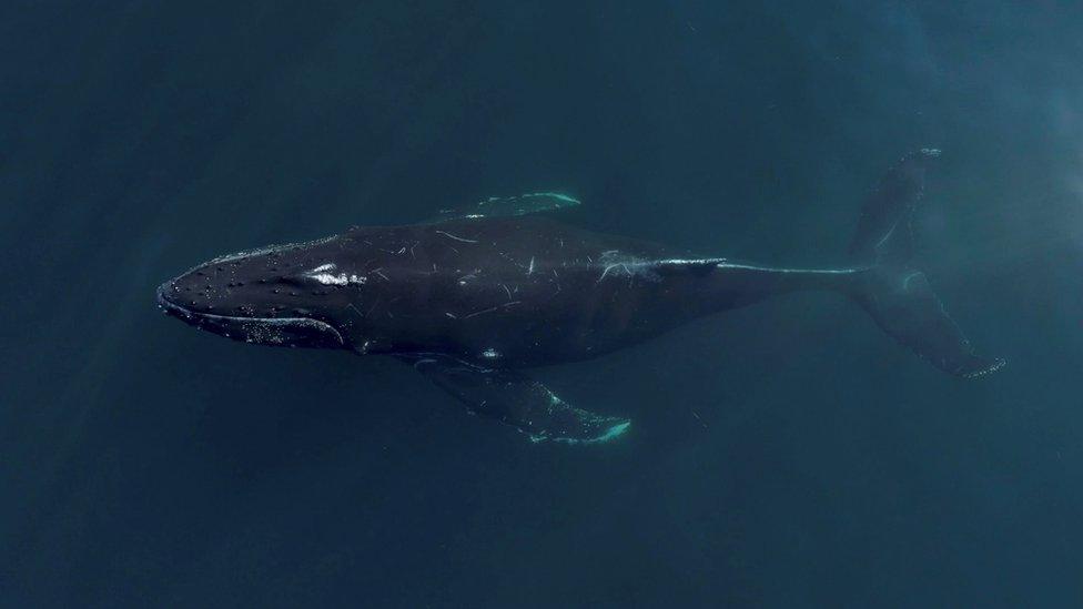 Aerial view looking down at humpback whale