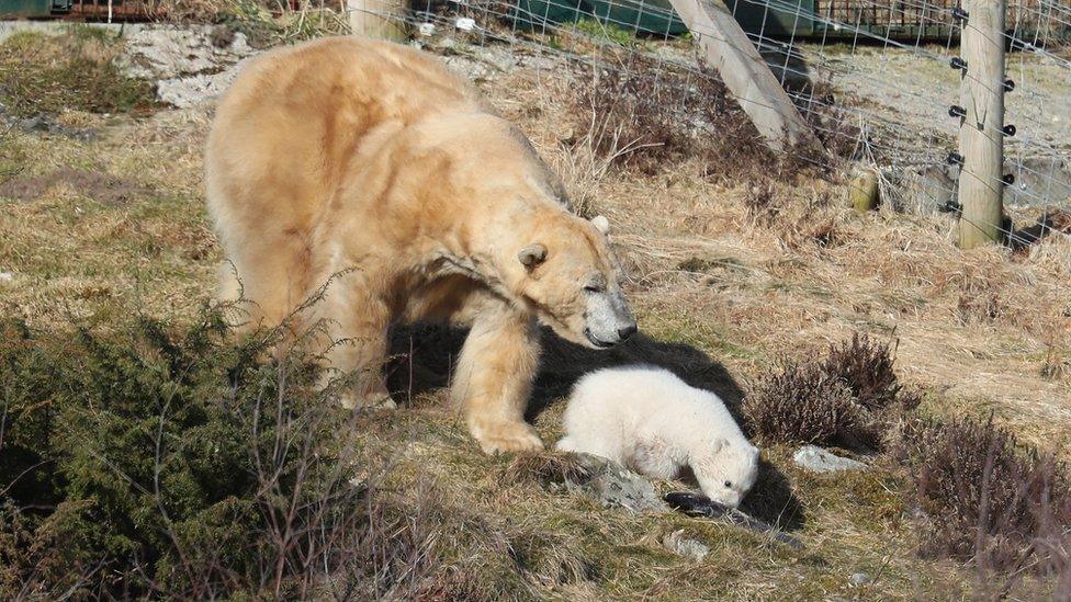 Victoria and cub