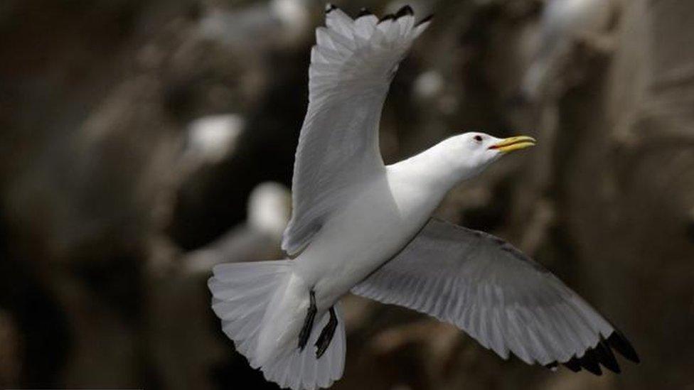 Kittiwake