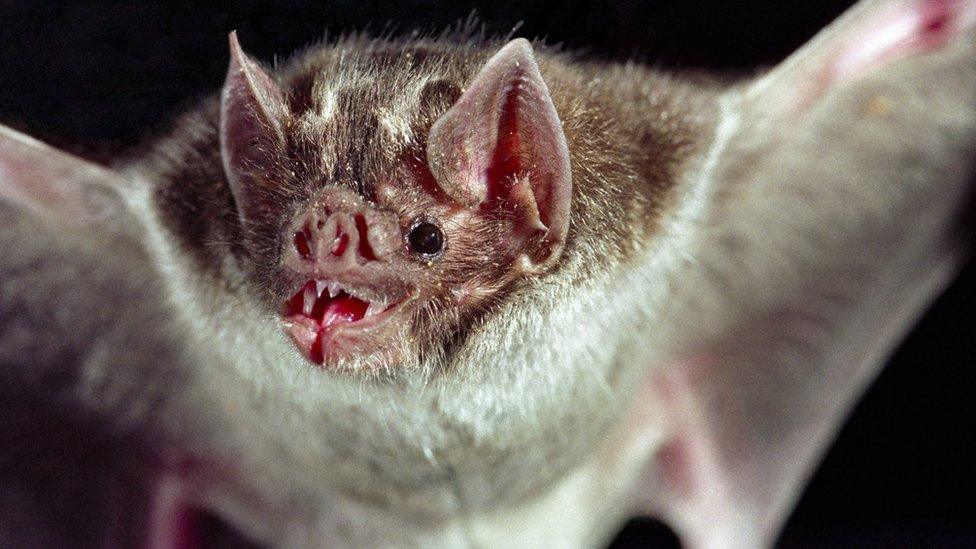 Vampire bat.