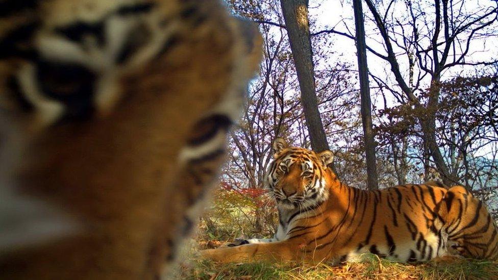 Tiger cub looking at a camera in the Land of the Leopard national park (July 2017)