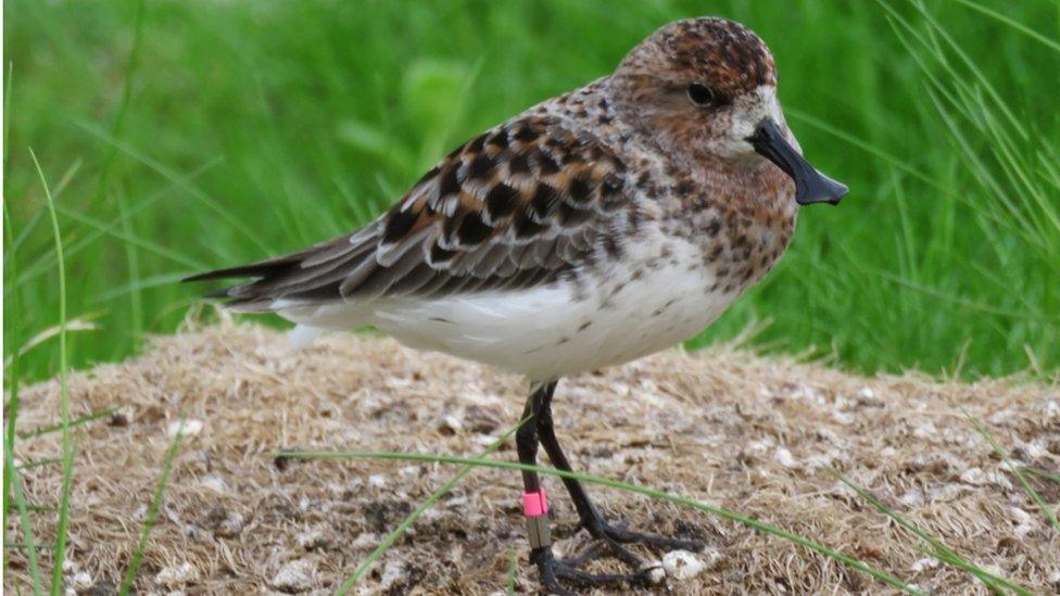 Spoon-billed sandpiper