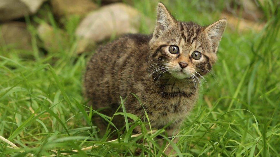 Scottish wildcat kitten