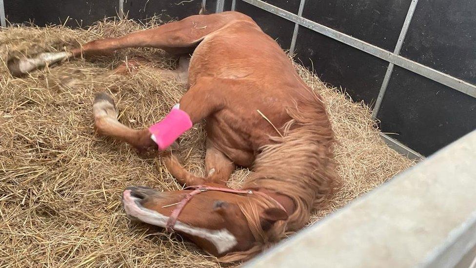 One of the rescued horses