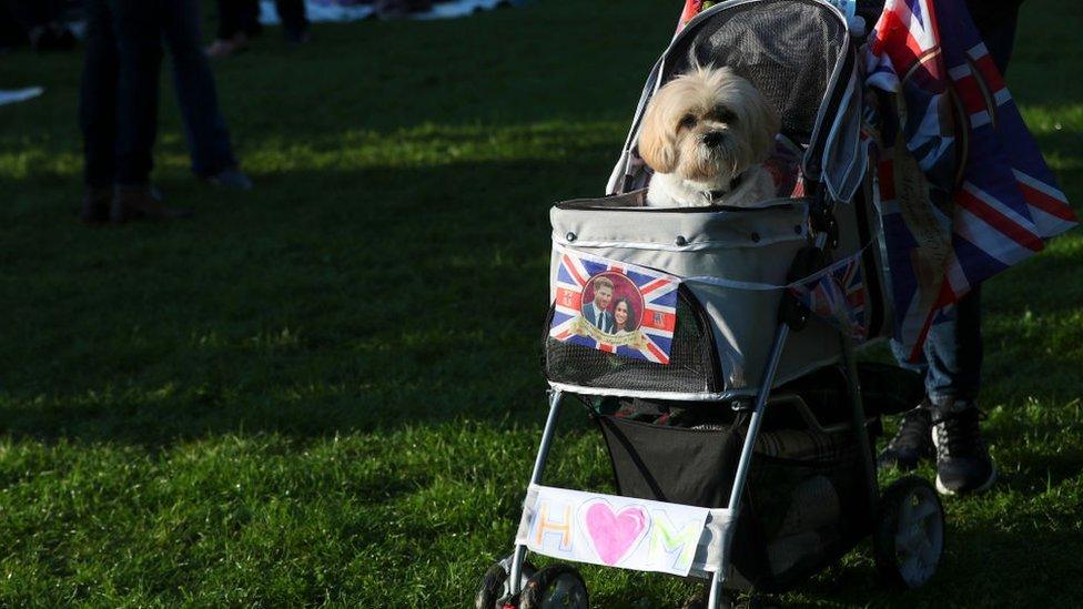 A dog is carried in a stroller ahead of the wedding of Britain's Prince Harry to Meghan Markle on May 19, 2018 in Windsor, England. Prince Henry Charles Albert David of Wales is due to marry Ms. Meghan Markle in a service at St George's Chapel inside the grounds of Windsor Castle