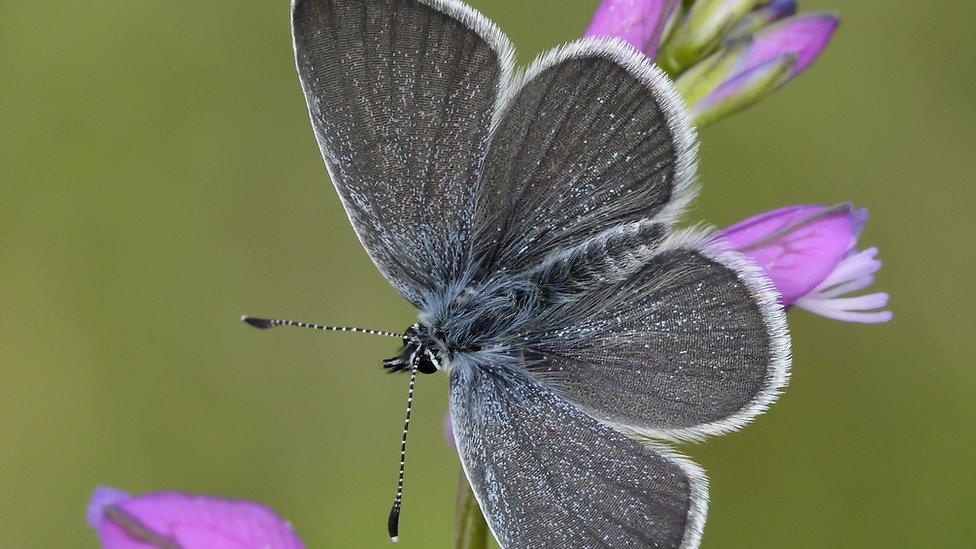 Small Blue Butterfly