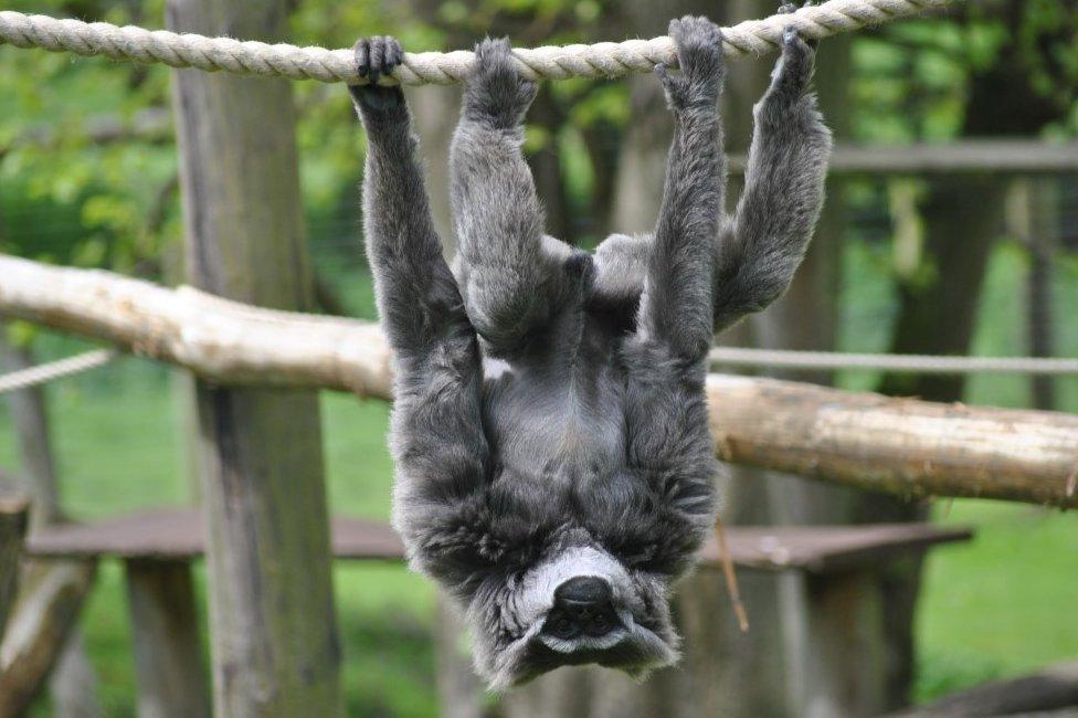 Silvery Gibbon