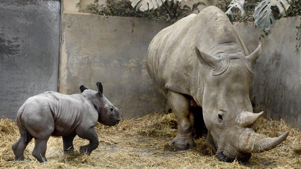 Queenie the baby white rhino with her mother