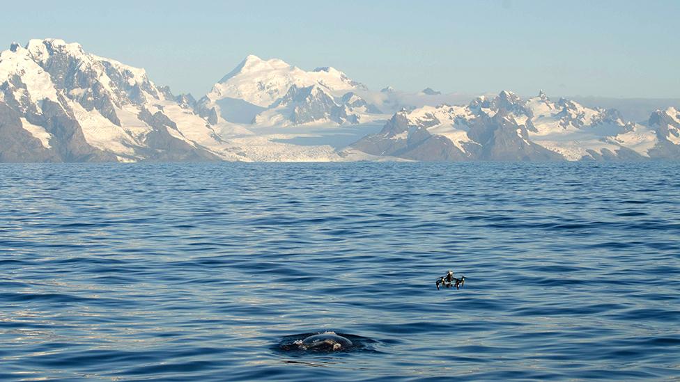 Southern right whale and drone