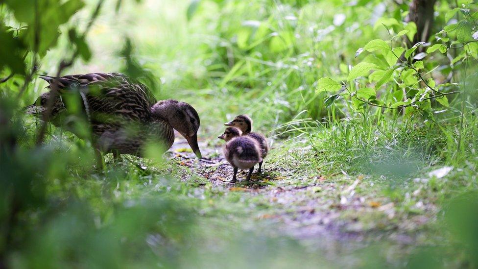 A mother duck and two ducklings hidden in the undergrowth