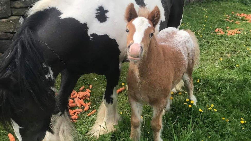 Mr Sheffield as a foal