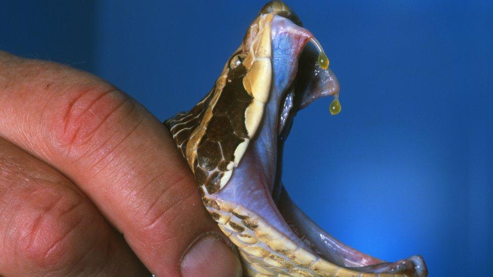 Snake venom is produced in glands at the back of the snake's head and it comes out through the tips of its fangs