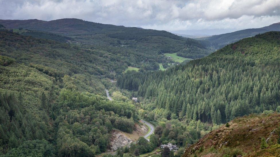 coed y brenin