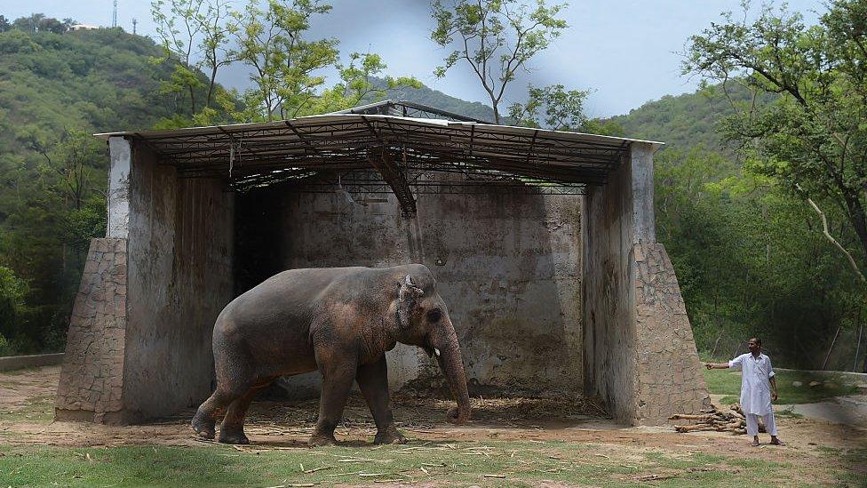 Kaavan with a caretaker at Marghazar Zoo in June 2016