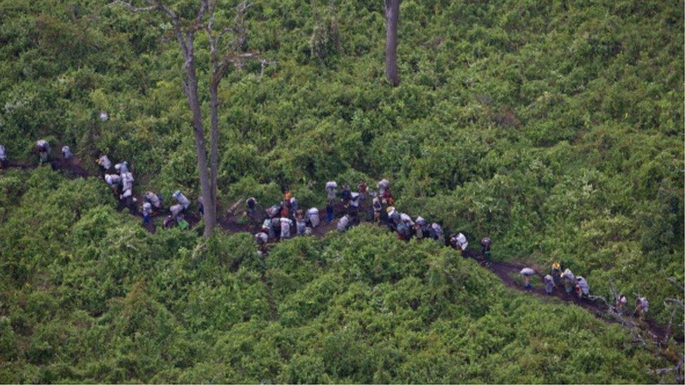 Aerial views of people carrying illegal charcoal through Virunga National Park in rebel FDLR territory, February 11, 2008