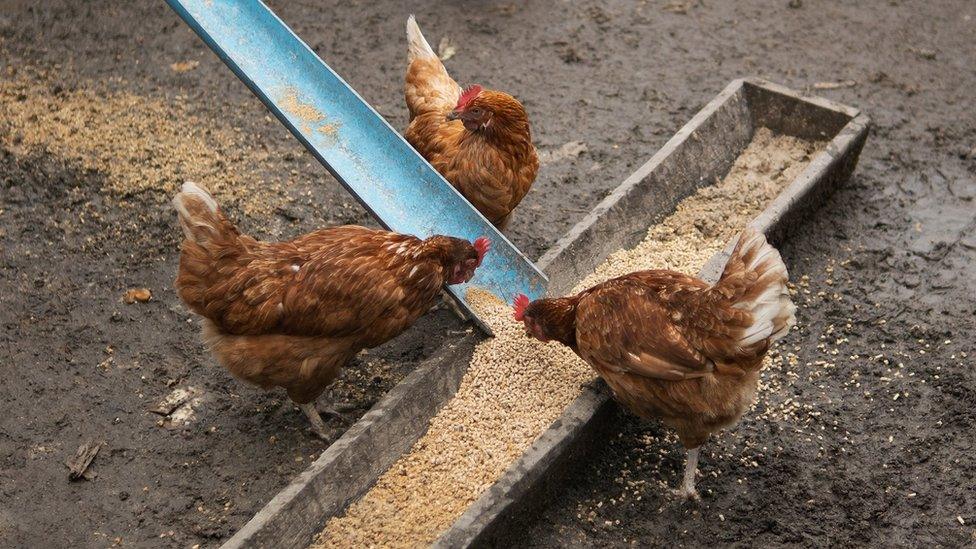 Chickens eating food.